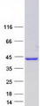 HNRNP-E2 / PCBP2 Protein - Purified recombinant protein PCBP2 was analyzed by SDS-PAGE gel and Coomassie Blue Staining