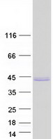 HNRNPA1L2 Protein - Purified recombinant protein HNRNPA1L2 was analyzed by SDS-PAGE gel and Coomassie Blue Staining