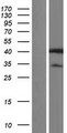 HNRNPAB Protein - Western validation with an anti-DDK antibody * L: Control HEK293 lysate R: Over-expression lysate