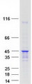 HNRNPAB Protein - Purified recombinant protein HNRNPAB was analyzed by SDS-PAGE gel and Coomassie Blue Staining