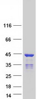 HNRNPC / HNRNP C Protein - Purified recombinant protein HNRNPC was analyzed by SDS-PAGE gel and Coomassie Blue Staining