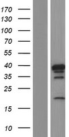 HNRNPD / AUF1 Protein - Western validation with an anti-DDK antibody * L: Control HEK293 lysate R: Over-expression lysate