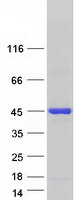 HNRNPD / AUF1 Protein - Purified recombinant protein HNRNPD was analyzed by SDS-PAGE gel and Coomassie Blue Staining
