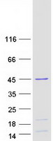 HNRNPD / AUF1 Protein - Purified recombinant protein HNRNPD was analyzed by SDS-PAGE gel and Coomassie Blue Staining