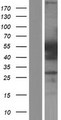 HNRNPF / hnRNP F Protein - Western validation with an anti-DDK antibody * L: Control HEK293 lysate R: Over-expression lysate
