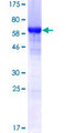 HNRNPF / hnRNP F Protein - 12.5% SDS-PAGE of human HNRPF stained with Coomassie Blue