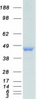 HNRNPF / hnRNP F Protein - Purified recombinant protein HNRNPF was analyzed by SDS-PAGE gel and Coomassie Blue Staining