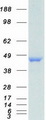 HNRNPF / hnRNP F Protein - Purified recombinant protein HNRNPF was analyzed by SDS-PAGE gel and Coomassie Blue Staining