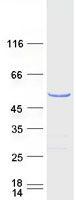 HNRNPH1 / hnRNP H Protein - Purified recombinant protein HNRNPH1 was analyzed by SDS-PAGE gel and Coomassie Blue Staining