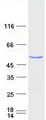 HNRNPH1 / hnRNP H Protein - Purified recombinant protein HNRNPH1 was analyzed by SDS-PAGE gel and Coomassie Blue Staining