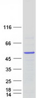 HNRNPH2 / hnRNP H2 Protein - Purified recombinant protein HNRNPH2 was analyzed by SDS-PAGE gel and Coomassie Blue Staining