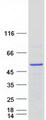 HNRNPH2 / hnRNP H2 Protein - Purified recombinant protein HNRNPH2 was analyzed by SDS-PAGE gel and Coomassie Blue Staining