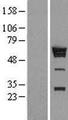 HNRNPK / hnRNP K Protein - Western validation with an anti-DDK antibody * L: Control HEK293 lysate R: Over-expression lysate