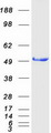 HNRNPK / hnRNP K Protein - Purified recombinant protein HNRNPK was analyzed by SDS-PAGE gel and Coomassie Blue Staining