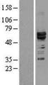 HNRNPL / hnRNP L Protein - Western validation with an anti-DDK antibody * L: Control HEK293 lysate R: Over-expression lysate