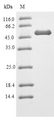 HNRNPL / hnRNP L Protein - (Tris-Glycine gel) Discontinuous SDS-PAGE (reduced) with 5% enrichment gel and 15% separation gel.