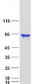 HnRNPLL / HNRPLL Protein - Purified recombinant protein HNRNPLL was analyzed by SDS-PAGE gel and Coomassie Blue Staining