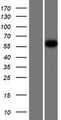 HNRNPR / hnRNP R Protein - Western validation with an anti-DDK antibody * L: Control HEK293 lysate R: Over-expression lysate