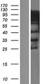 HNRNPR / hnRNP R Protein - Western validation with an anti-DDK antibody * L: Control HEK293 lysate R: Over-expression lysate