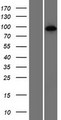 HNRNPUL1 Protein - Western validation with an anti-DDK antibody * L: Control HEK293 lysate R: Over-expression lysate