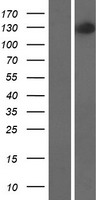 HNRNPUL2 Protein - Western validation with an anti-DDK antibody * L: Control HEK293 lysate R: Over-expression lysate