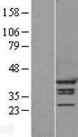 HNRPA1 / HnRNP A1 Protein - Western validation with an anti-DDK antibody * L: Control HEK293 lysate R: Over-expression lysate