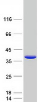 HNRPA1 / HnRNP A1 Protein - Purified recombinant protein HNRNPA1 was analyzed by SDS-PAGE gel and Coomassie Blue Staining