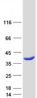 HOGA1 Protein - Purified recombinant protein HOGA1 was analyzed by SDS-PAGE gel and Coomassie Blue Staining