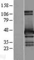 HOMER2 / Homer 2 Protein - Western validation with an anti-DDK antibody * L: Control HEK293 lysate R: Over-expression lysate