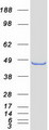 HOMER2 / Homer 2 Protein - Purified recombinant protein HOMER2 was analyzed by SDS-PAGE gel and Coomassie Blue Staining