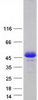 HOMER2 / Homer 2 Protein - Purified recombinant protein HOMER2 was analyzed by SDS-PAGE gel and Coomassie Blue Staining