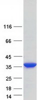 HOMER2 / Homer 2 Protein - Purified recombinant protein HOMER2 was analyzed by SDS-PAGE gel and Coomassie Blue Staining