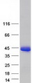 HOMER2 / Homer 2 Protein - Purified recombinant protein HOMER2 was analyzed by SDS-PAGE gel and Coomassie Blue Staining