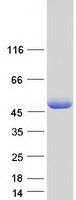HOMER3 / Homer 3 Protein - Purified recombinant protein HOMER3 was analyzed by SDS-PAGE gel and Coomassie Blue Staining