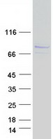 HOOK3 Protein - Purified recombinant protein HOOK3 was analyzed by SDS-PAGE gel and Coomassie Blue Staining