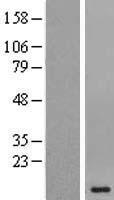 HOPX / HOP Protein - Western validation with an anti-DDK antibody * L: Control HEK293 lysate R: Over-expression lysate