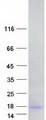 HOPX / HOP Protein - Purified recombinant protein HOPX was analyzed by SDS-PAGE gel and Coomassie Blue Staining