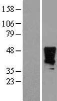 HOXA2 Protein - Western validation with an anti-DDK antibody * L: Control HEK293 lysate R: Over-expression lysate
