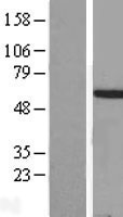 HOXA3 Protein - Western validation with an anti-DDK antibody * L: Control HEK293 lysate R: Over-expression lysate