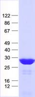 HOXA6 Protein