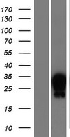 HOXA7 Protein - Western validation with an anti-DDK antibody * L: Control HEK293 lysate R: Over-expression lysate