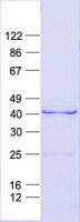 HOXB5 Protein