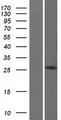 HOXB8 Protein - Western validation with an anti-DDK antibody * L: Control HEK293 lysate R: Over-expression lysate