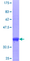 HOXB9 Protein - 12.5% SDS-PAGE Stained with Coomassie Blue.