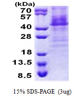 HOXC11 Protein