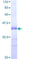 HOXC12 Protein - 12.5% SDS-PAGE Stained with Coomassie Blue.