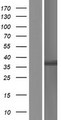 HOXC13 Protein - Western validation with an anti-DDK antibody * L: Control HEK293 lysate R: Over-expression lysate