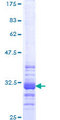 HOXC13 Protein - 12.5% SDS-PAGE Stained with Coomassie Blue.
