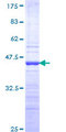 HOXC4 Protein - 12.5% SDS-PAGE Stained with Coomassie Blue.