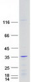 HOXC6 Protein - Purified recombinant protein HOXC6 was analyzed by SDS-PAGE gel and Coomassie Blue Staining